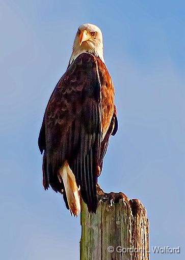 Being Given The Eagle Eye_19771.jpg - Bald Eagle (Haliaeetus leucocephalus) photographed at the Reifel Bird Sanctuary near Ladner, British Columbia, Canada.